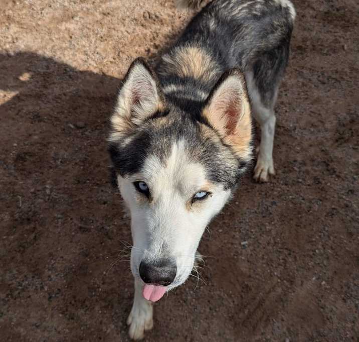 Photo of Nanook