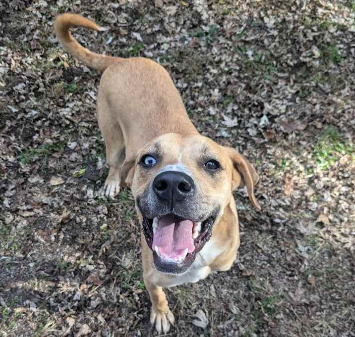 Photo of Scooby