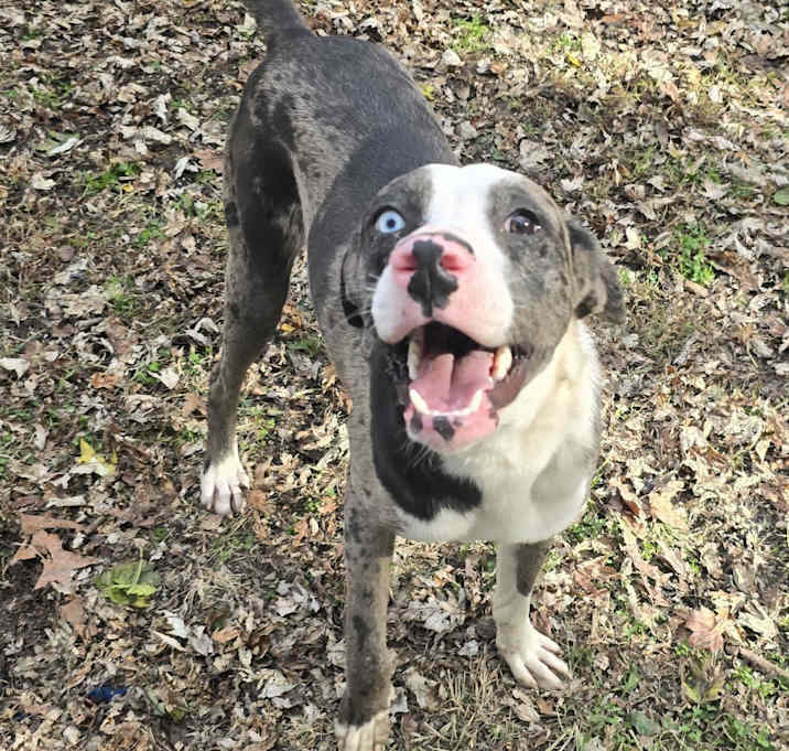 Photo of Scrappy
