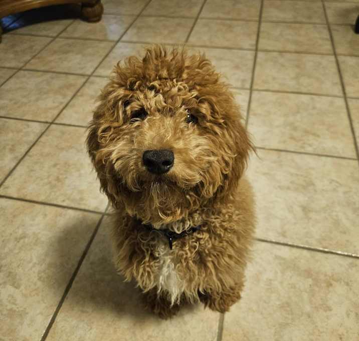 Photo of Moose