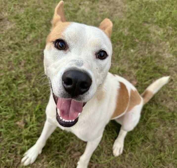 Photo of Lucky