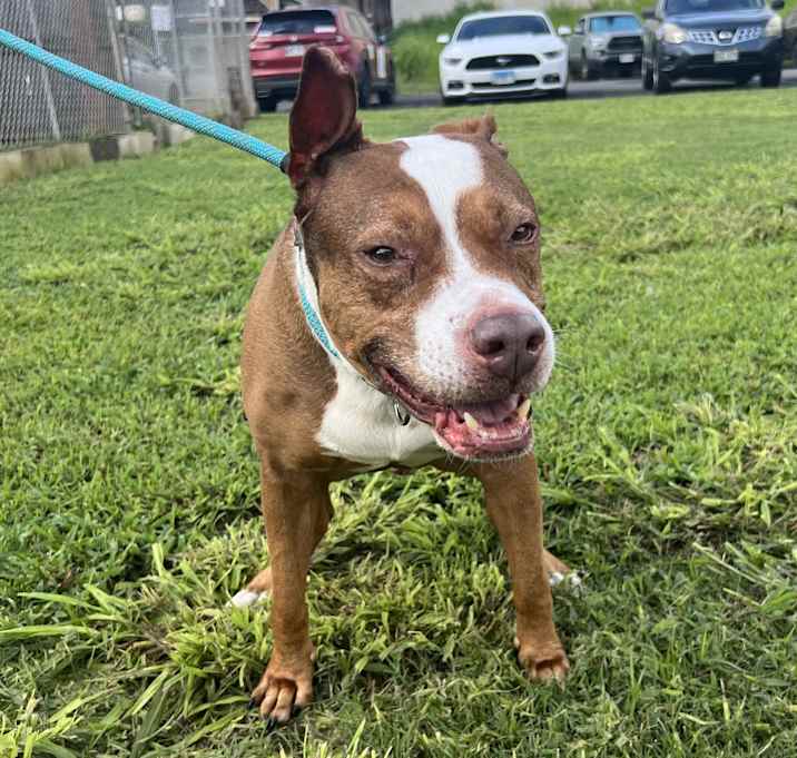 Photo of Hooch