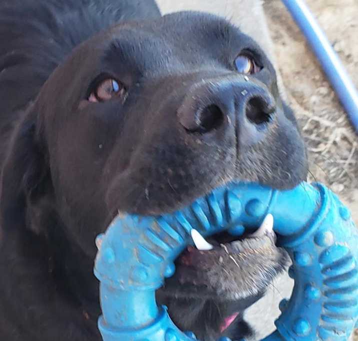 Photo of Dixie