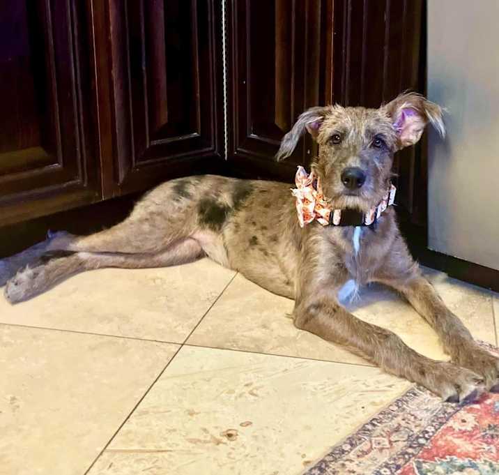 Photo of Nala