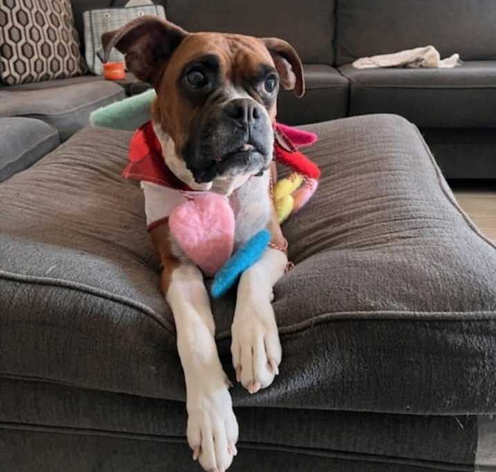 Photo of Bailey