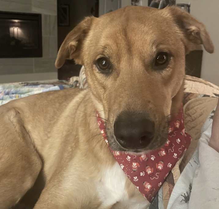 Photo of Bear  - AVAILABLE