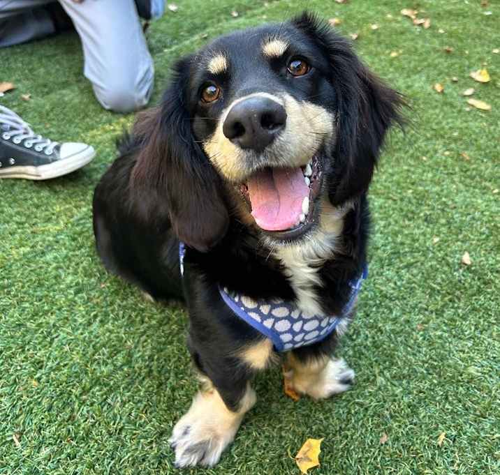 Photo of Slinky