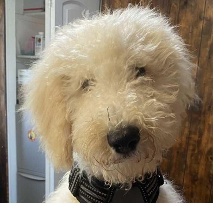 Photo of BENJI