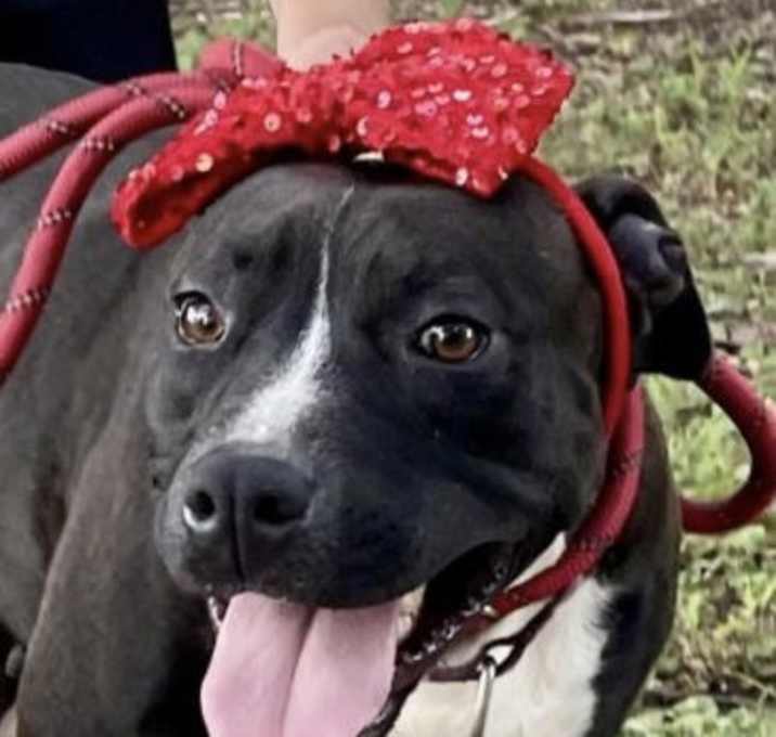 Photo of Petunia