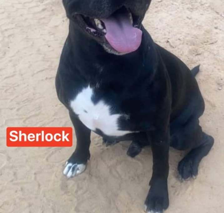 Photo of Sherlock