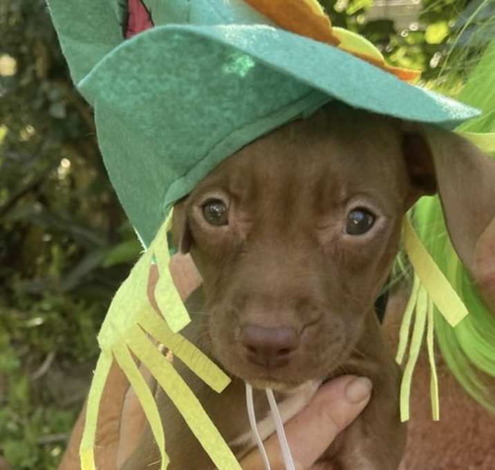 Photo of Pixie