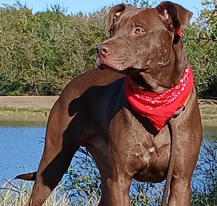 Photo of Brownie - Loves to play Fetch