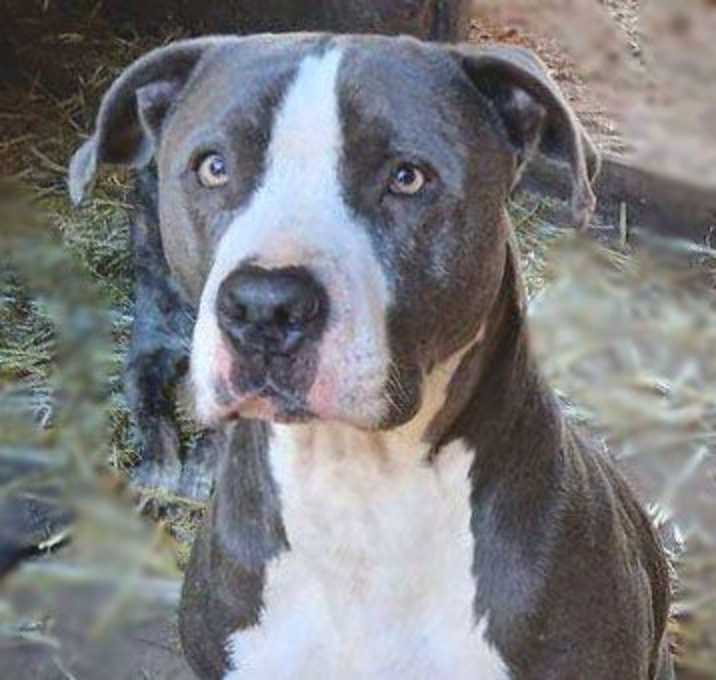 Photo of Buddy