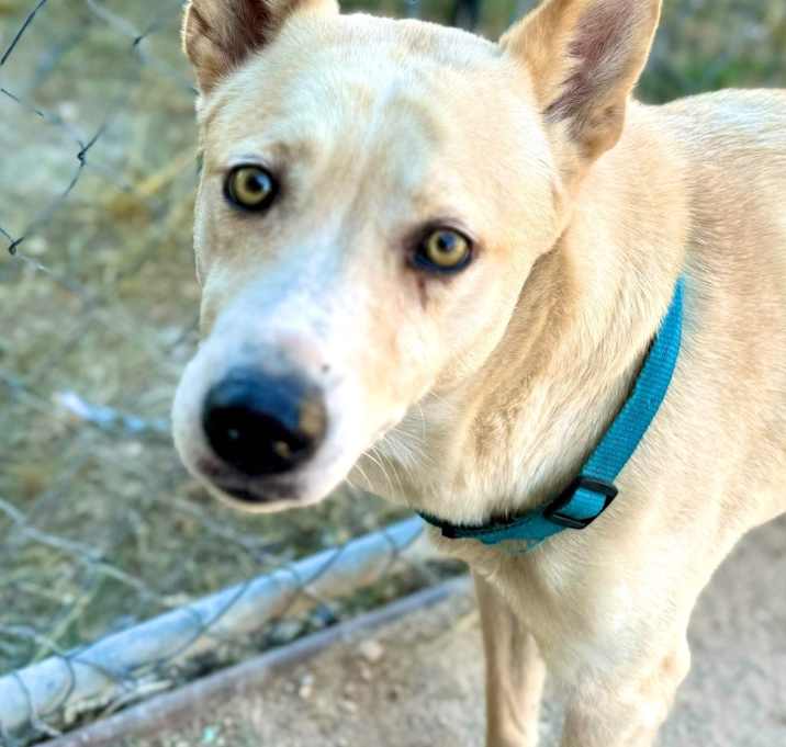 Photo of Sheba