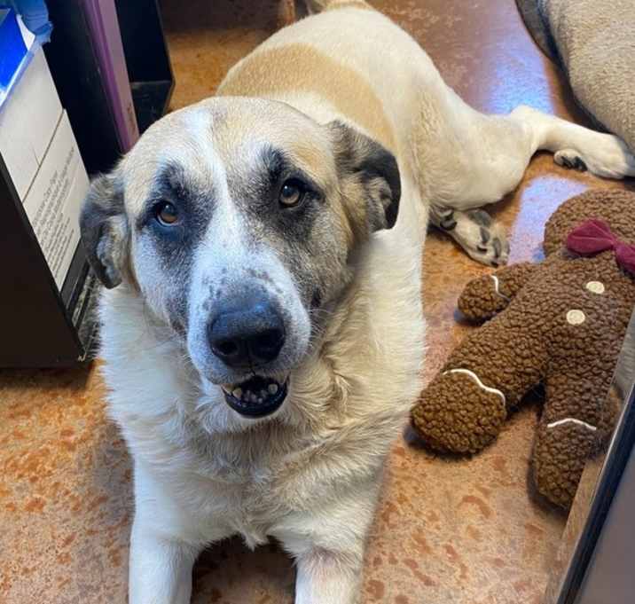 Photo of Luna Bear