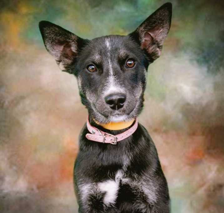 Photo of Vixen