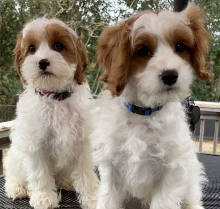 Photo of CASH