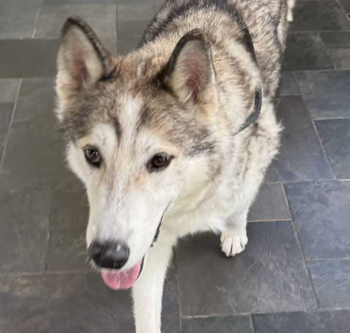 Photo of Kovu