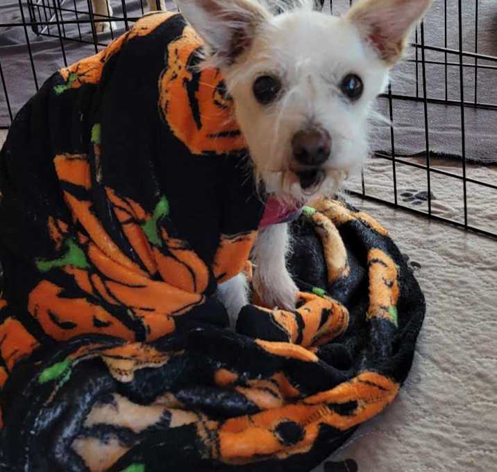 Photo of biscuit