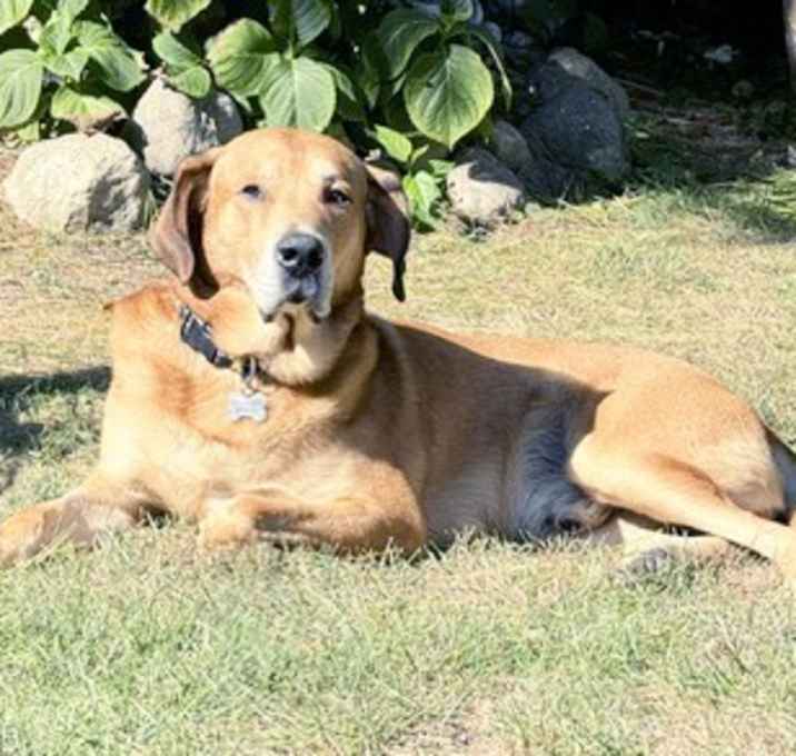 Photo of Buddy