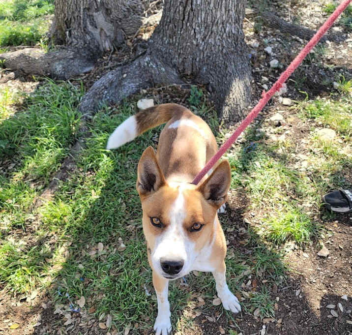 Photo of Boomer