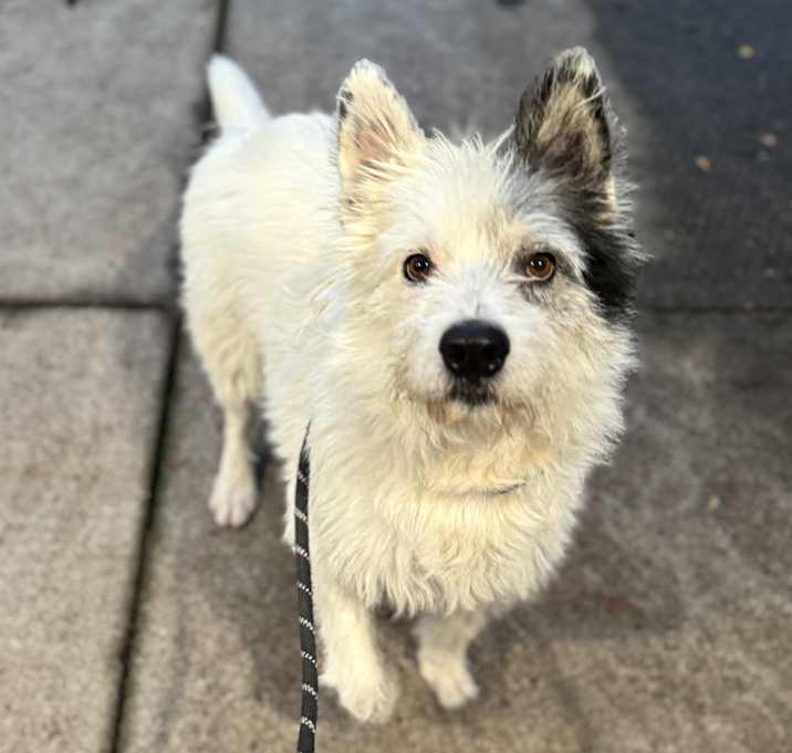 Photo of Atticus