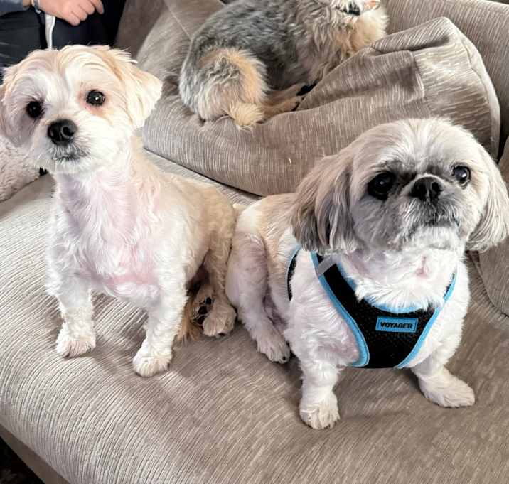 Photo of Lulu and Gizmo