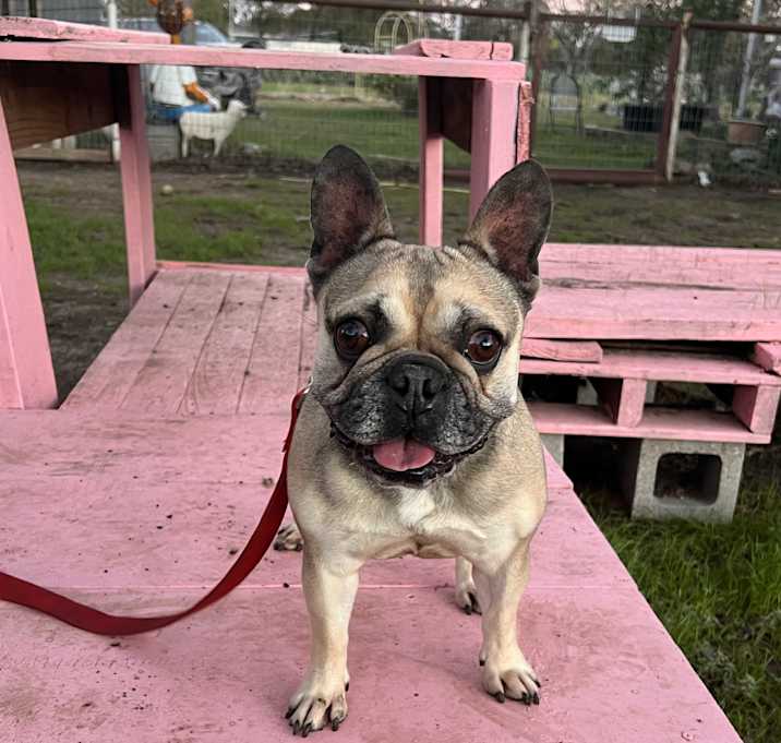 Photo of Chombi