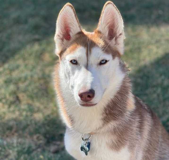 Photo of Bear