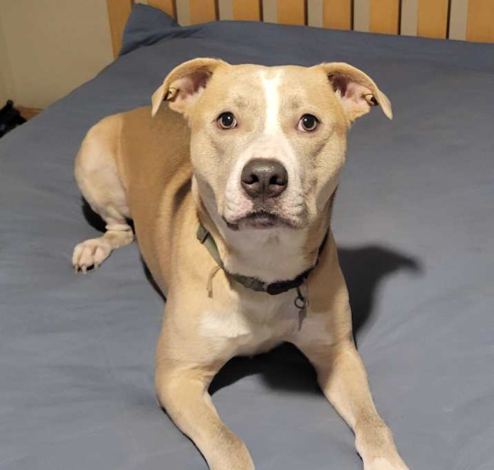 Photo of Loki