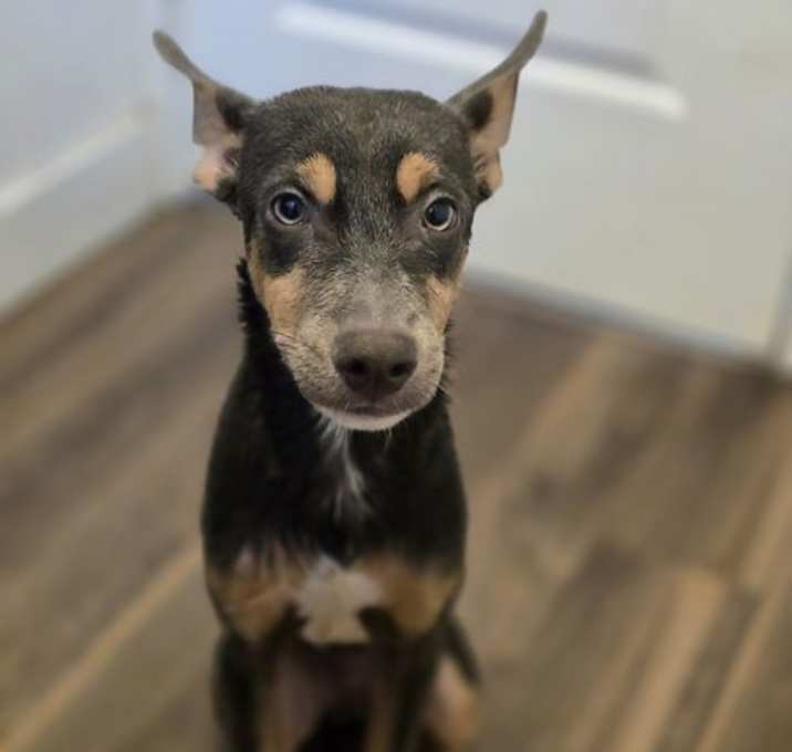 Photo of Ollie