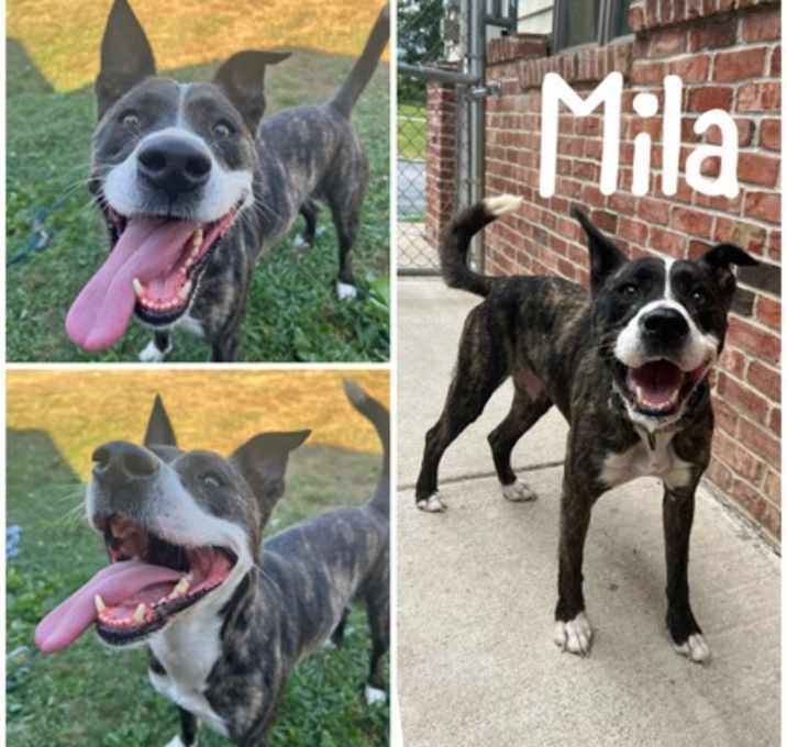 Photo of Mila