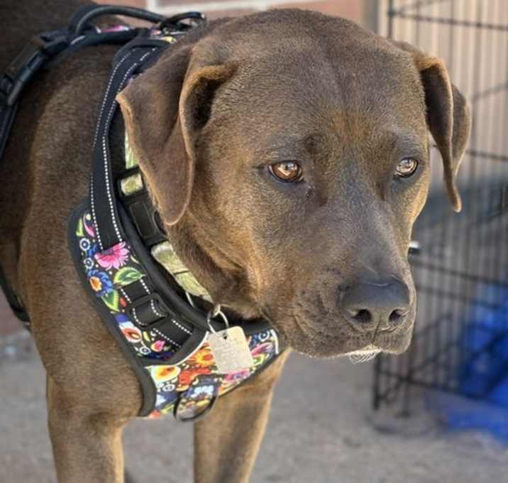 Photo of Zola aka Zo-Zo / 'Z'