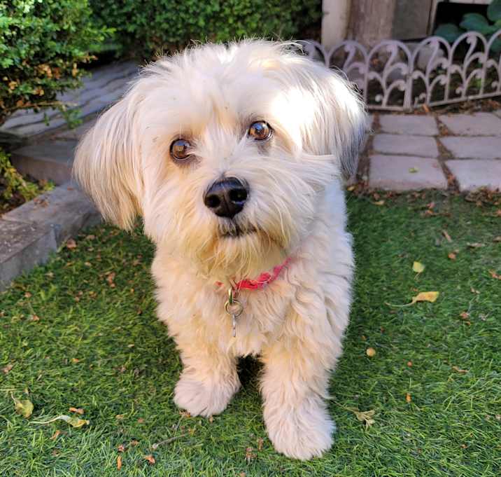 Photo of Cookie