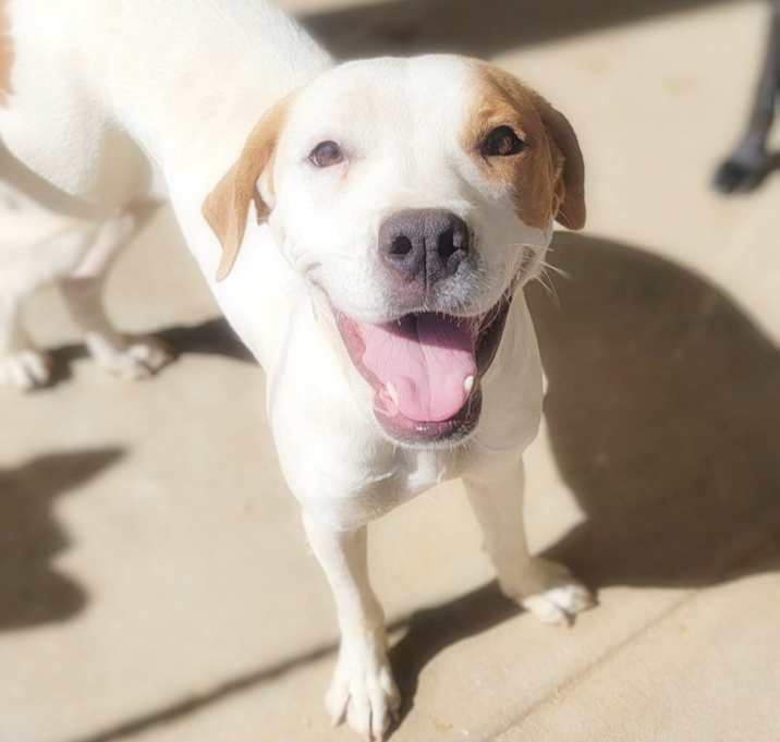 Photo of Honey