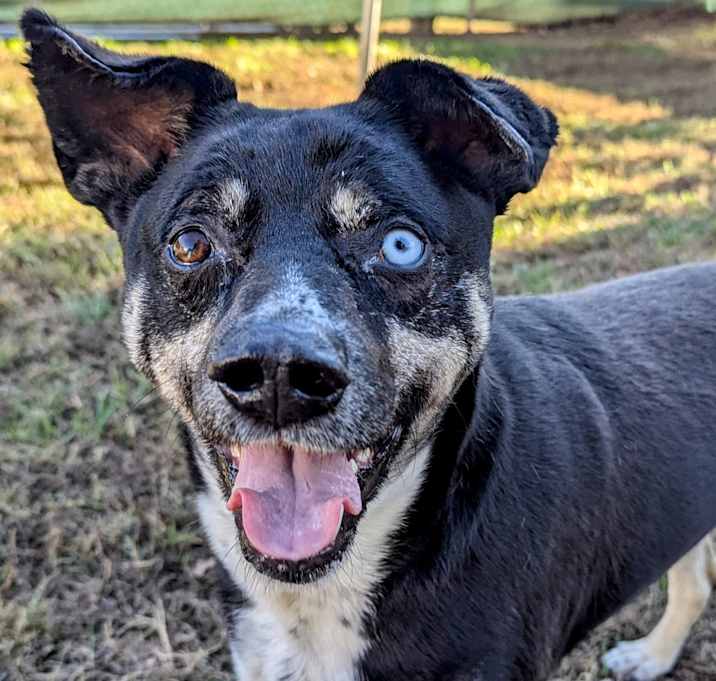 Photo of Boscoe