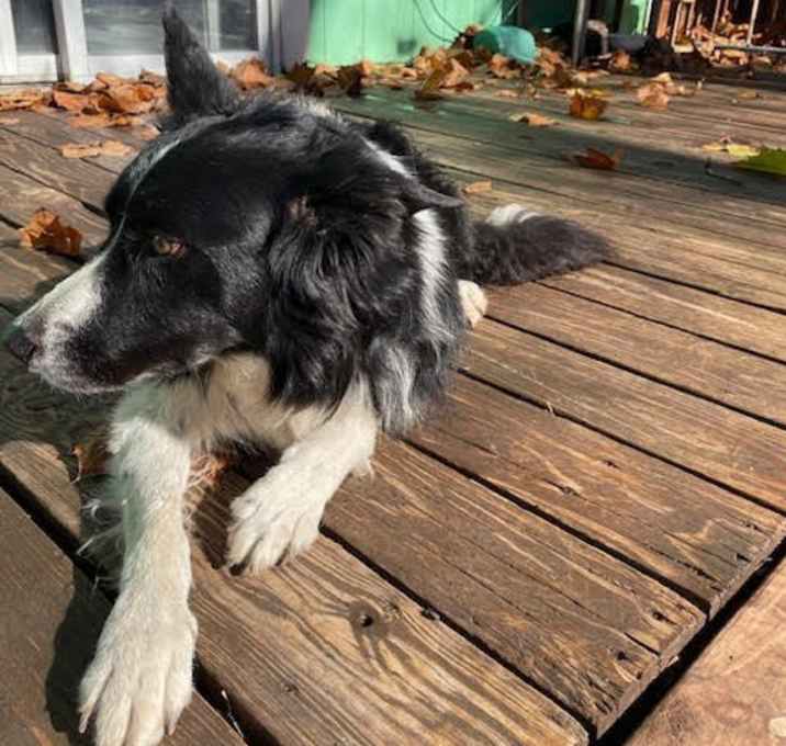 Photo of Ernie (a courtesy listing in Lawrence, KS)