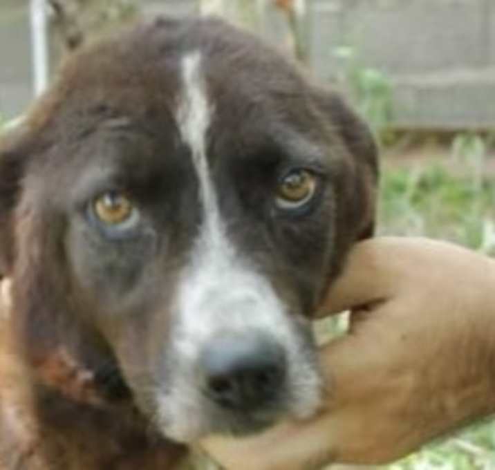 Photo of BAMBI (MID-EAST) SM
