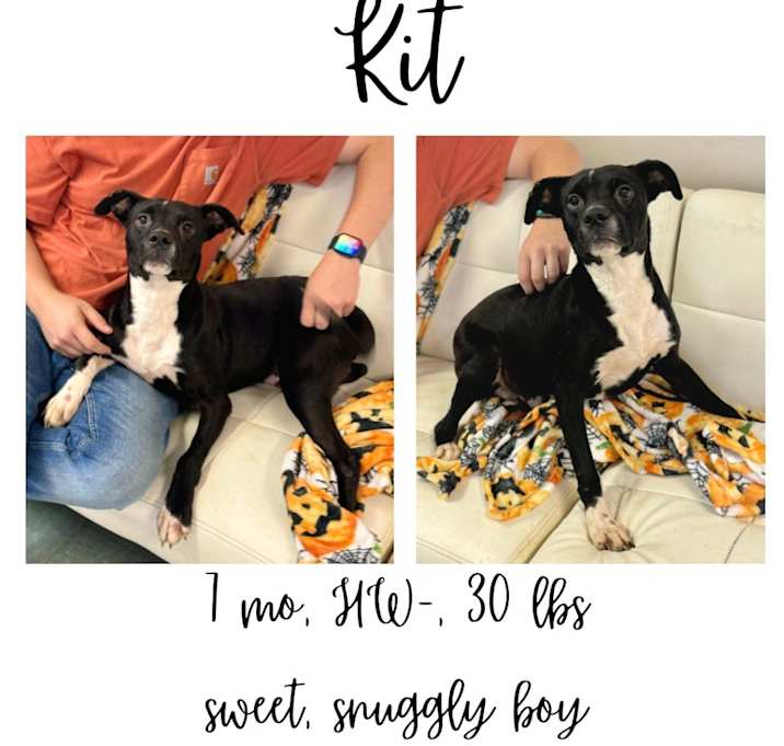 Photo of Kit