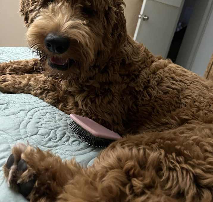 Photo of Dexter