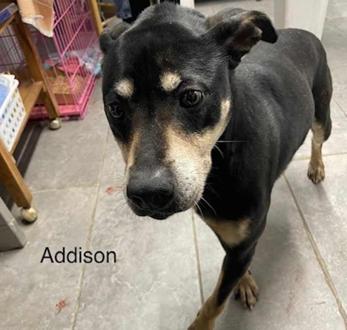 Photo of Addison