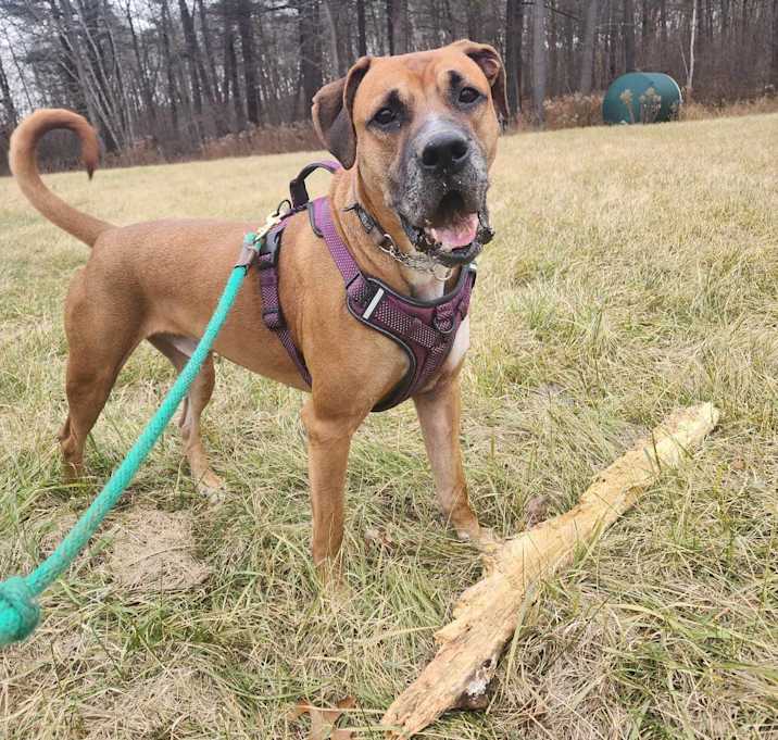 Photo of Hank