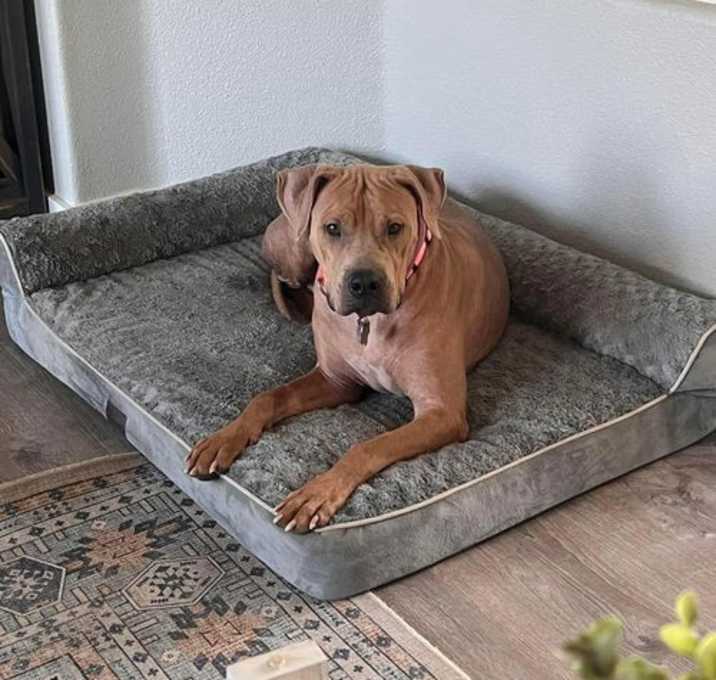 Photo of Biscuit