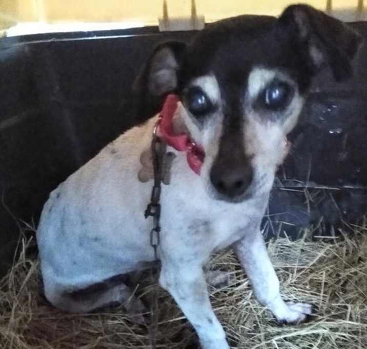 Photo of Cookie