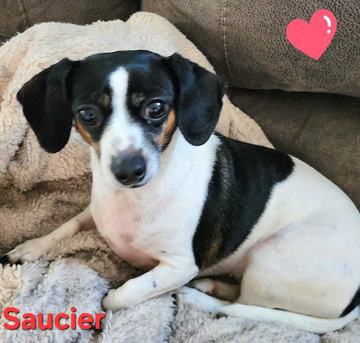 Photo of Saucier