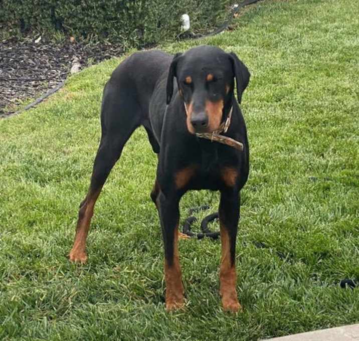 Photo of Beta