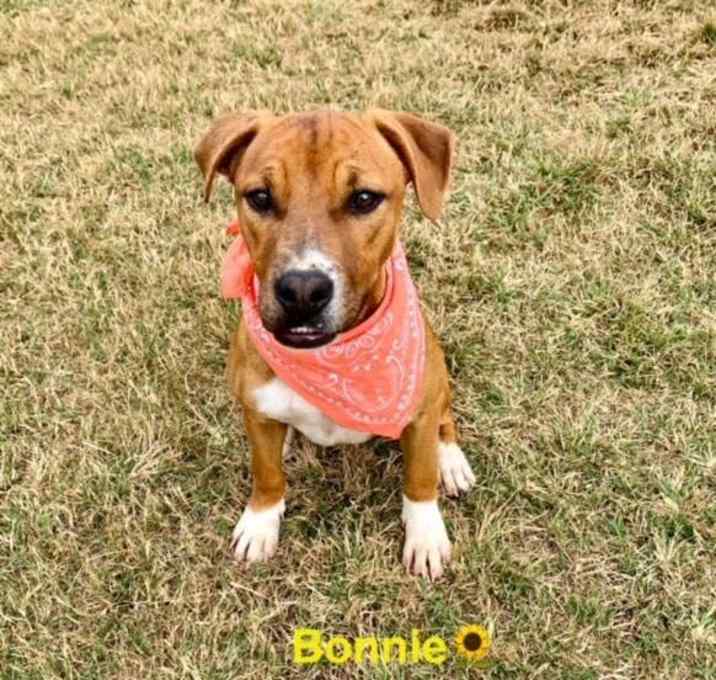 Photo of Bonnie
