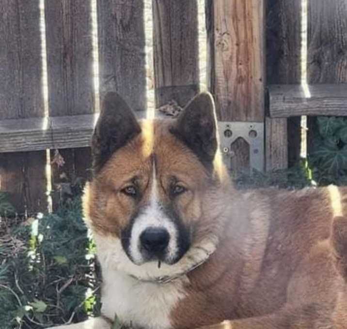 Photo of Luke (Courtesy post) Bonded pair
