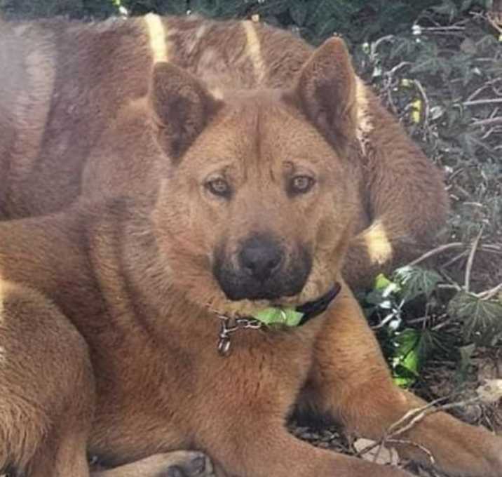 Photo of Leia (Courtesy post) bonded pair
