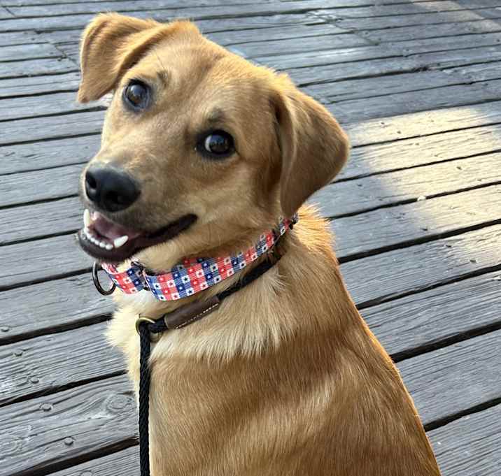 Photo of Lucky